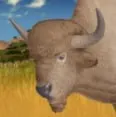 Leucistic Ancient Bison